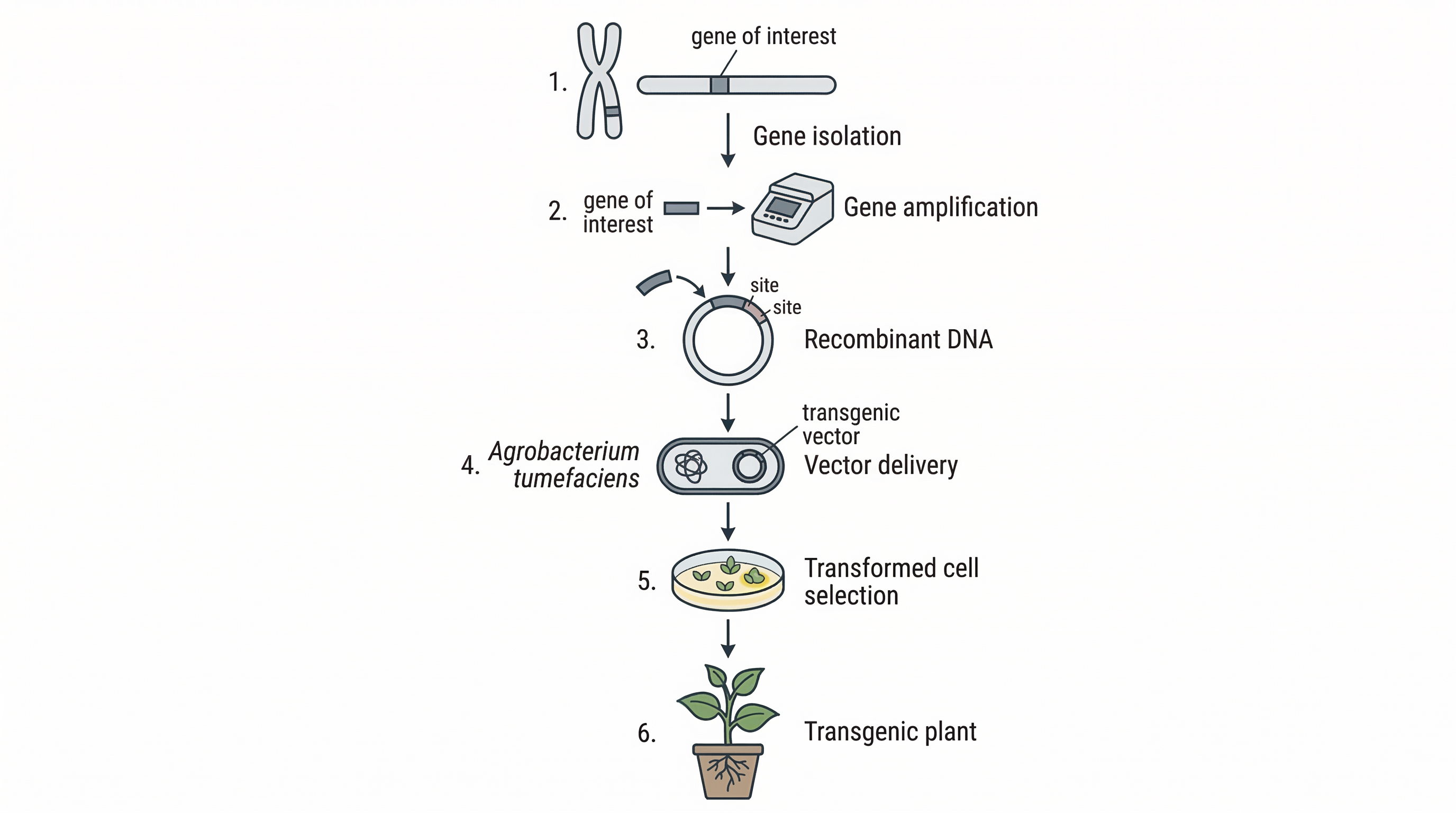 Genetic engineering